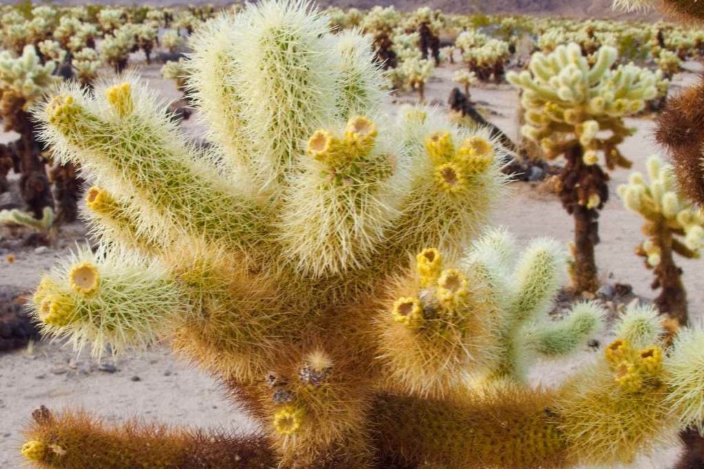 Cholla Cactus Garden Joshua Tree