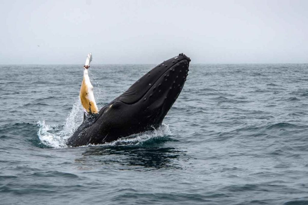 Iceland whale watching